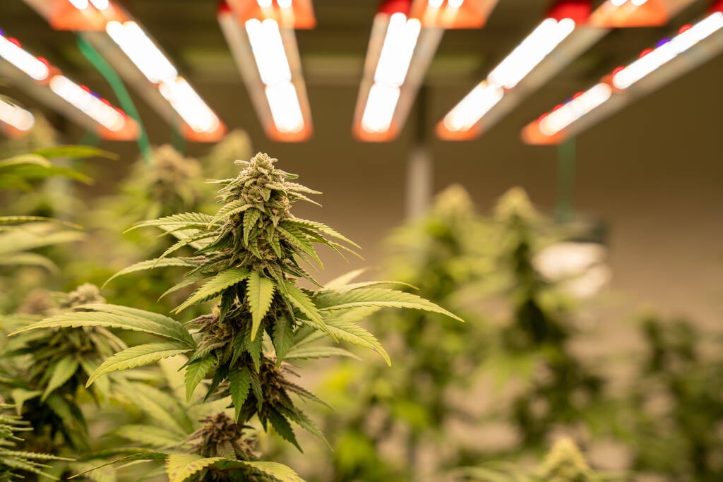 Cannabis growing indoors