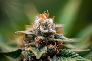 Up close image of a cannabis bud with trichomes