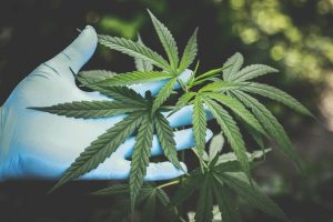 Hand holding a cannabis plant