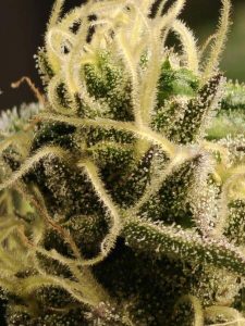 Close-up of Cannabis Sativa Bud with Trichomes