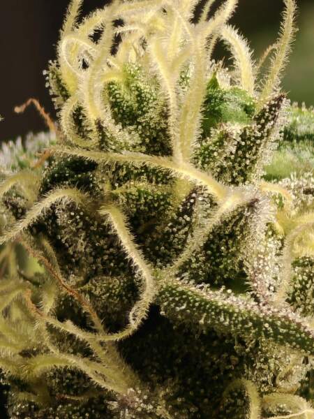 Close-up of Cannabis Sativa Bud with Trichomes