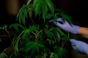 Photo of Person Holding Cannabis Leaves
